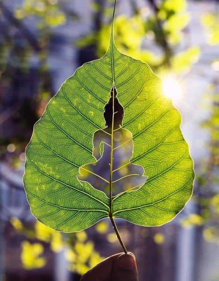 Sun Leaf Meditation